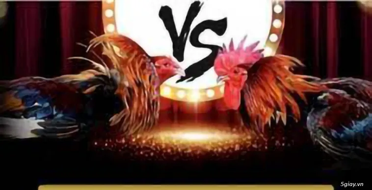 Đá Gà ABC8 Khám Phá Sảnh Cược Đỉnh Cao Cho Mọi Kê Thủ 2025