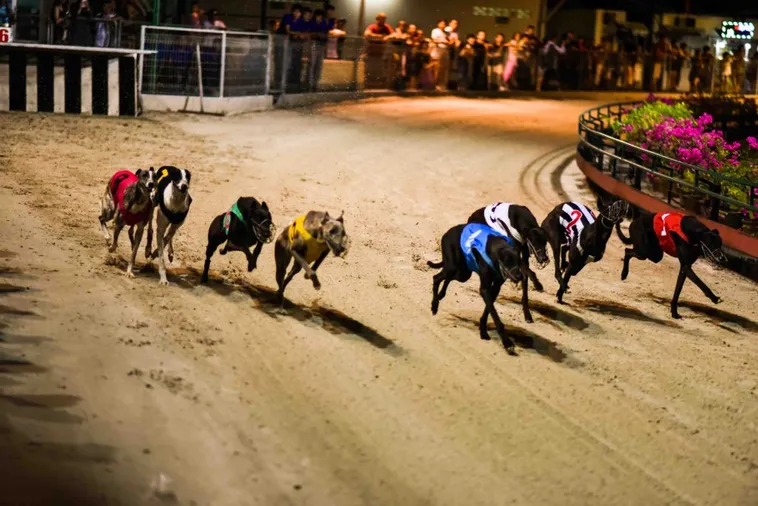 Khám Phá Cách Chơi Game Nhanh Đua Chó Tại ABC8 Thắng Chắc Trong Tay 2 Khám Phá Cách Chơi Game Nhanh Đua Chó Tại ABC8 Thắng Chắc Trong Tay