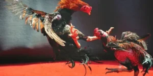 Bí Kíp Chơi Đá Gà WS168 Tại ABC8 Cược Đâu Thắng Đó Cực Dễ