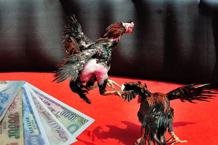 Cách Chơi Đá Gà Sabong Tại ABC8 Trải Nghiệm Đấu Trường Filipinas 1 Cách Chơi Đá Gà Sabong Tại ABC8 Trải Nghiệm Đấu Trường Filipinas